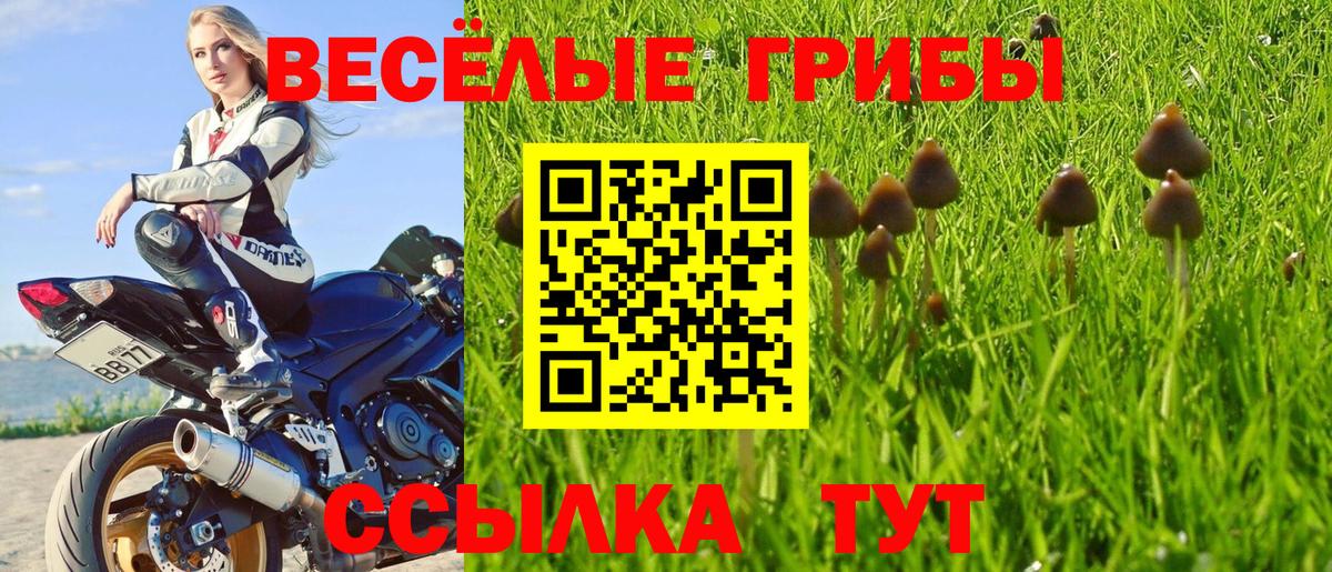 сколько стоит  Ачинск  Псилоцибиновые грибы ЛСД  Псилоцибиновые грибы Psilocybine cubensis 